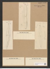 Amphiprora lepidoptera var. samaensis Grun. (de-Toni-Nr.: Genus 29, Species 1907) Zeichnungen Sammlung Grunow Nr. 2515 (NHMW-BOT-W0369683)